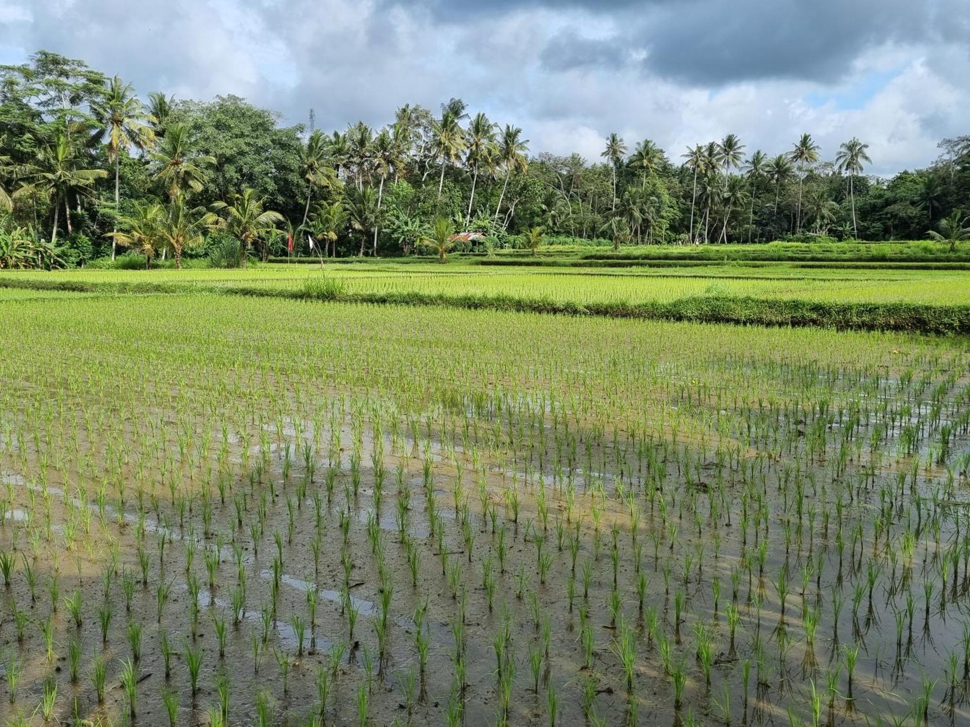 New 4 Bedroom Villa Surrounded By Jungle And Ricefields Ubud Exterior foto