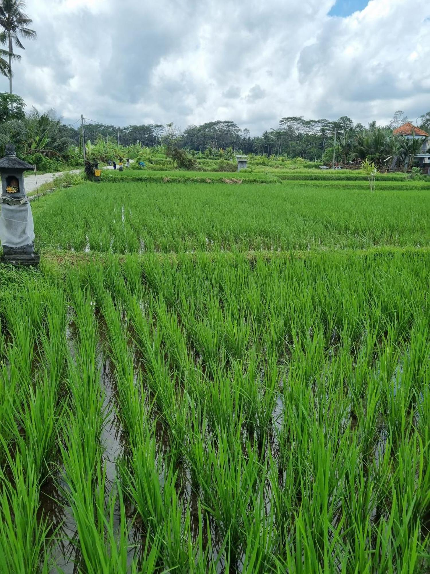 New 4 Bedroom Villa Surrounded By Jungle And Ricefields Ubud Exterior foto